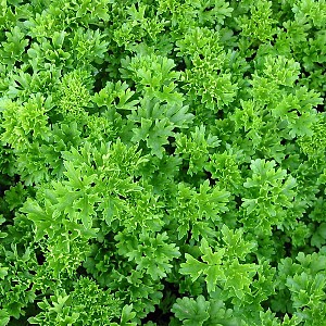Foto van de desbetreffende plant